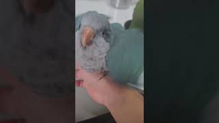 귀여운 아기앵무새 밥 뺏어먹는 앵무새 #parrot #…