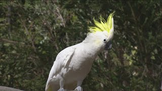 Zoo Day | Meet the Cockatoo