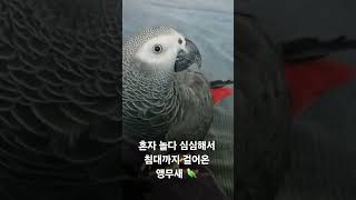 혼자보단 주인곁이 좋은 앵무새  #앵무새 #parrot #birds #greyparrots #회색앵무 #cute #반려동물 #pets