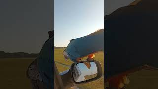 Harlaquin macaw , Flying outsi…