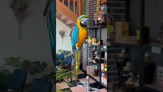 앵무새 #앵무새 #토종닭백숙