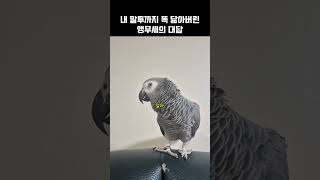 말투까지 복붙한 앵무새ㅋㅋ 사람인 줄;; / 회색앵무 랄라 / #shorts #말하는앵무새