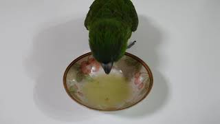 한스마카우 . 엄마라고 말하기.