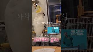 코카투의 실체는??? 키우지않으면 절대 알지못하는!!!!!!!! 코카투의 진실!!!!! #코카투 #하이브리드코카투 #앵무새 #birds #병맛영상 #앵무새농장 #델타