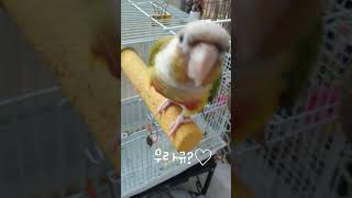 너 입양했어 앵무새 버전#동물농장#알고리즘 #앵무새