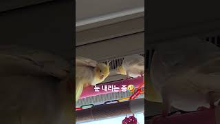 결국 끝은... #그래도 #잠시 #다정했다 #왕관앵무 #앵무새일상