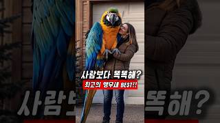 각 분야 최고의 앵무새 알아보기 !  #앵무새  #반려…