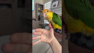 Welcome to the family Mango!  #caique #caiqueparrot #birds #playful #happy #cuteanimals