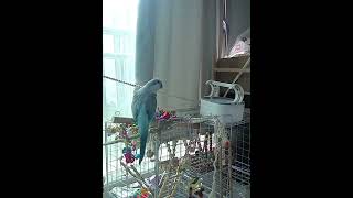 혼잣말하는 앵이 예뻐요!!! #앵무새 #parakeet #birds #cute #말하는앵무새 #퀘이커 #앵이생 #귀여운