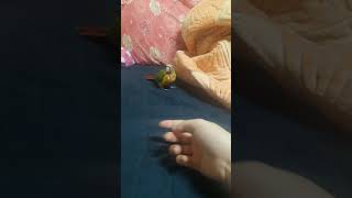 레드파인애플 코뉴어 핸들링/이유조/애완조