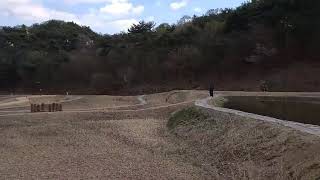 자유비행하는  아마존  앵무새와  청금강  앵무새