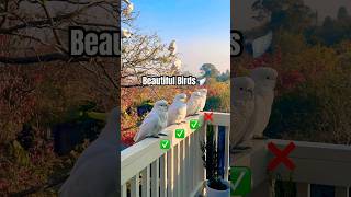 Can You Guess a COCKATOO PERSO…