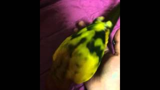 Funny CHOLONG) Play with sun conure 2(썬코뉴어 초롱이와 놀기