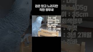 겁은 많고 느리지만 착한 앵무새  회색앵무 잠바