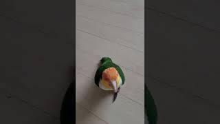 우리집 또라이.#카이큐#또라이#노랑머리카이큐