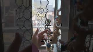 [한스마카우] 불렀지만 뻘쭘 #앵무새 #중형앵무 #한스…