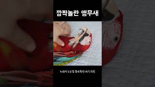 도망갔다가 아무 일도 없었던 척 하는 앵무새 ㅋㅋ #앵…