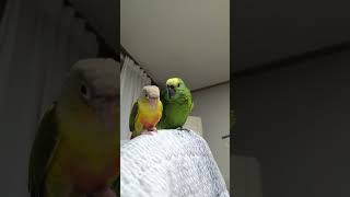 귀농귀촌 아마존앵무새 말하고 놀아주기