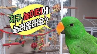 [지구/일상] DIY 대형 앵무새 놀이터 구경하실래요?