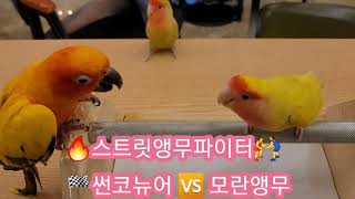 (스트릿앵무파이터) 썬코뉴어 ️ 모란앵무 승부결과는? …