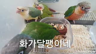 코뉴어들은 이유식 먹고 뭘할까?