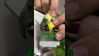 앵무새의 눈에서 나온것의 정체가?