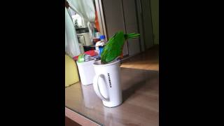 카이큐 통통이가 자기소리듣고 있어요 ㅎ