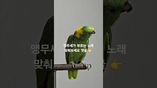 인간이 부르기 힘들다는 디바송 앵무새가 도전하다 #아랑이 #parrot #아마존앵무새