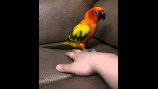 Funny CHOLONG) Play with sun conure 1(썬코뉴어 초롱이와 놀기