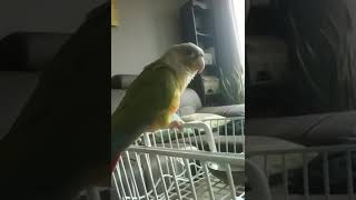 말하는 앵무새 코뉴어 삐삐~~^^