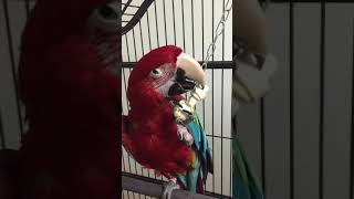 홍금강 앵무새 타미 개껌이 걸레가 되어가네요 한번 꽂히…