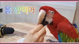 홍금강앵무새 코스요리 먹방 ASMR (지금까지 이런 새…