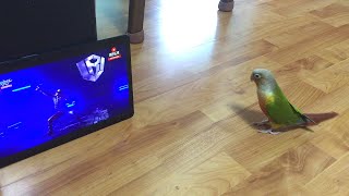 1일 1깡 챌린지 코뉴어 앵무새에게 들려줘봤어요