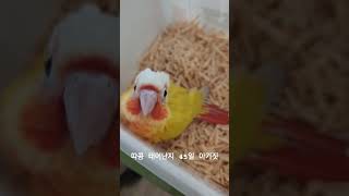 애기때만 볼 수 있는 아기짓 #코뉴어앵무새 #코뉴어 #…