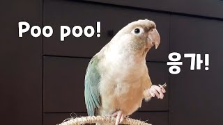 코뉴어 앵무새 배변훈련 (상세 설명)