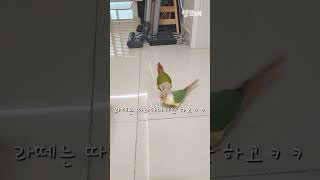 앵무새럭키분노의던지기 #shorts #코뉴어 #분노의 …