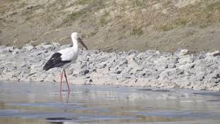 금강에서 만난 황새