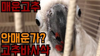 아이들에게 매운 고추를!?