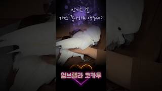 안아주면 좋아하는 앵무새 코카투