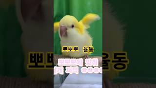 [하늘] 뽀뽀뽀 율동ㅎ@#하늘이 # 퀘이커 앵무# 춤추…