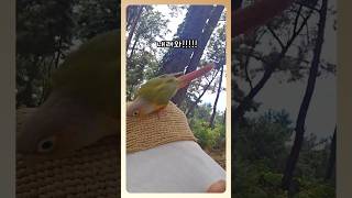 앵무 헤드뱅이 #집사 #목디스크 #헤드뱅이 #앵무새교감…