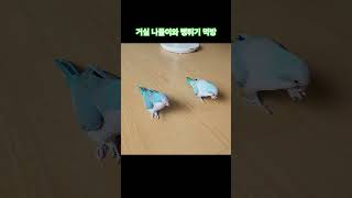 귀여운 앵이들 거실 방문^^ #parrot #앵무새 #…
