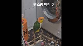 휘파람 부르면서 춤추는 메리 #카이큐 #카이큐앵무새 #…