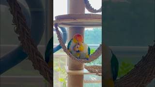 카이큐 커플입니다.