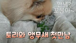 ❤강아지 포메라니안 토리와 앵무새 코뉴어 친해지기~