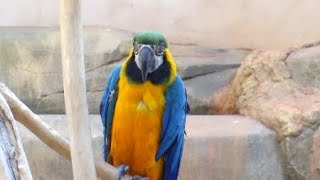 "도구도 쓸 줄 알아요"…무지갯빛 매력 앵무새 / YTN 사이언스