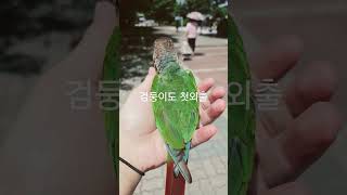 검둥이 첫외출 #birds #parrot #반려동물 #…