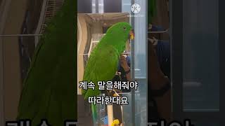 오늘은 앵무새  옹알이 영상!~^^