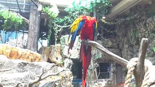 한화 아쿠아플라넷 일산 - 금강앵무 1