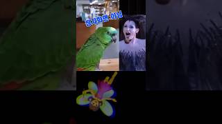 머리가 좋은 앵무새